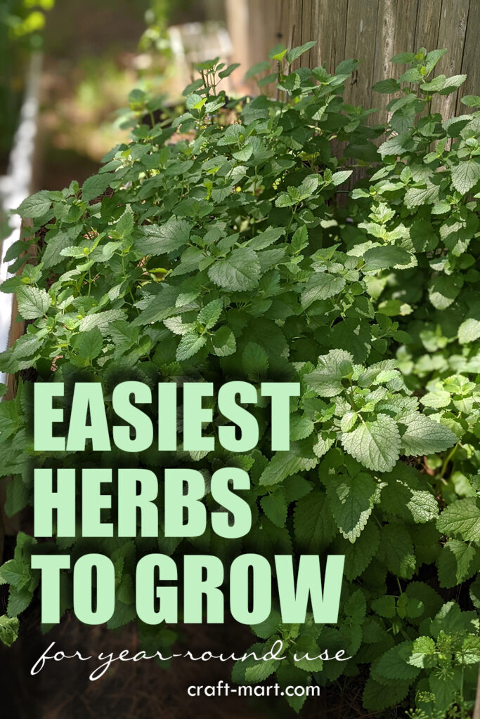 Harvesting Your Herbs