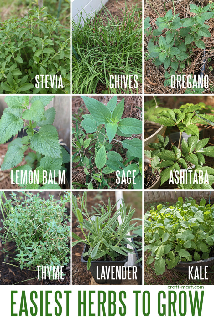 Easiest Herbs to Grow