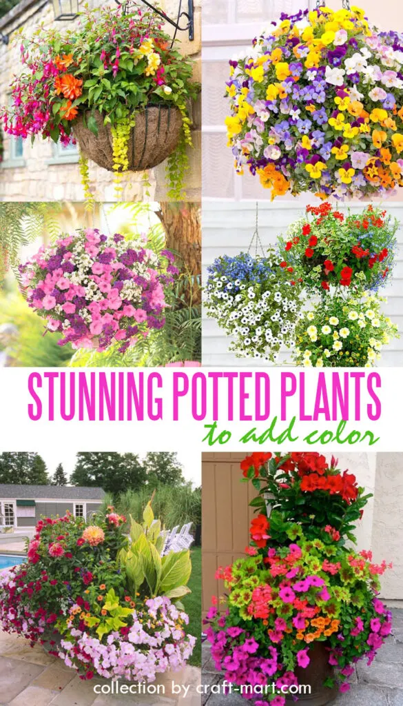 stunning potted plants