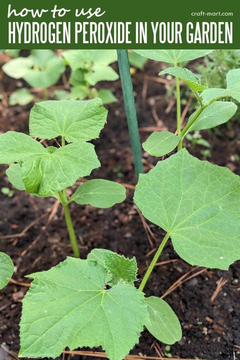 9 Ways to Use Hydrogen Peroxide in Your Garden CraftMart
