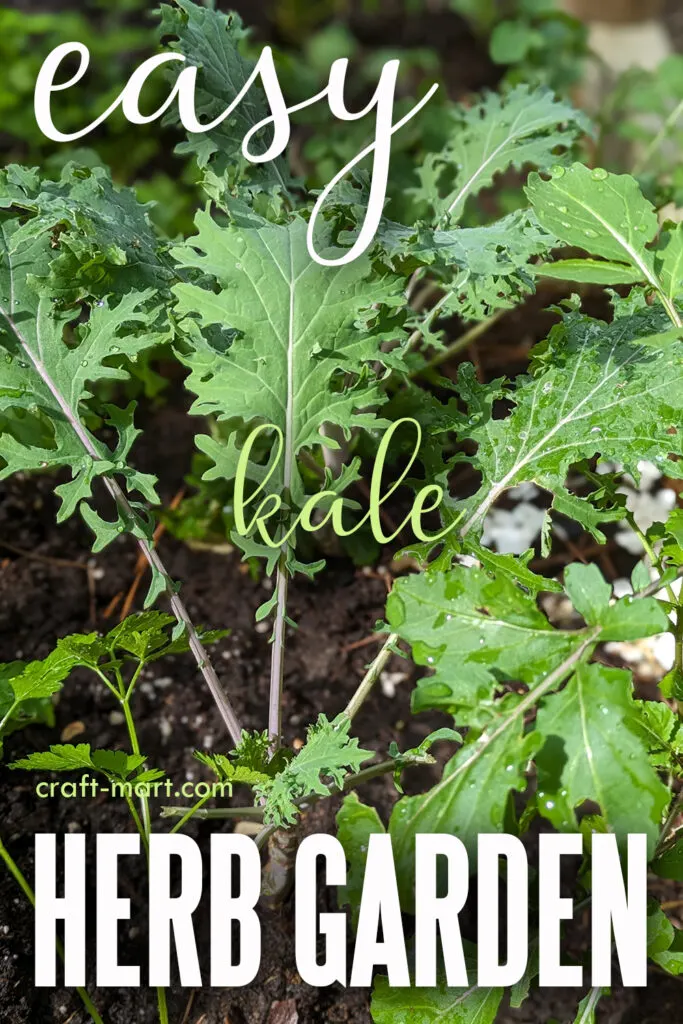 5 Easy Steps to a Spectacular Herb Garden