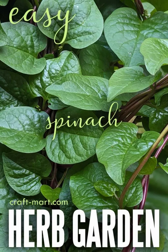 home garden ideas: spinach