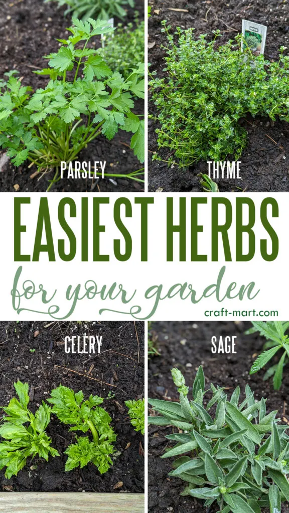 Easiest Herbs for Your Garden
