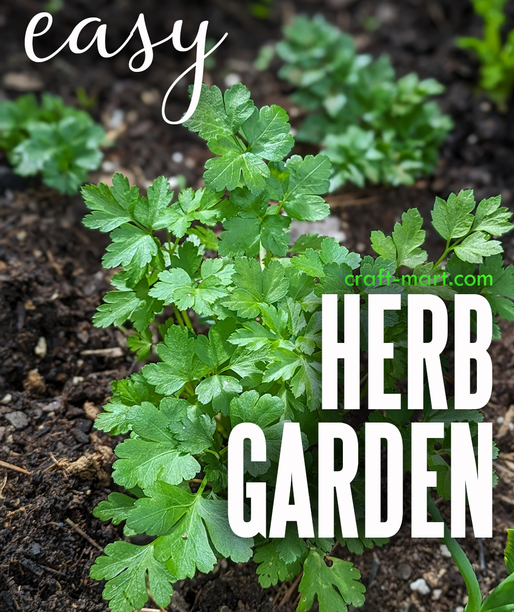 5 Steps for an Easy Herb Garden