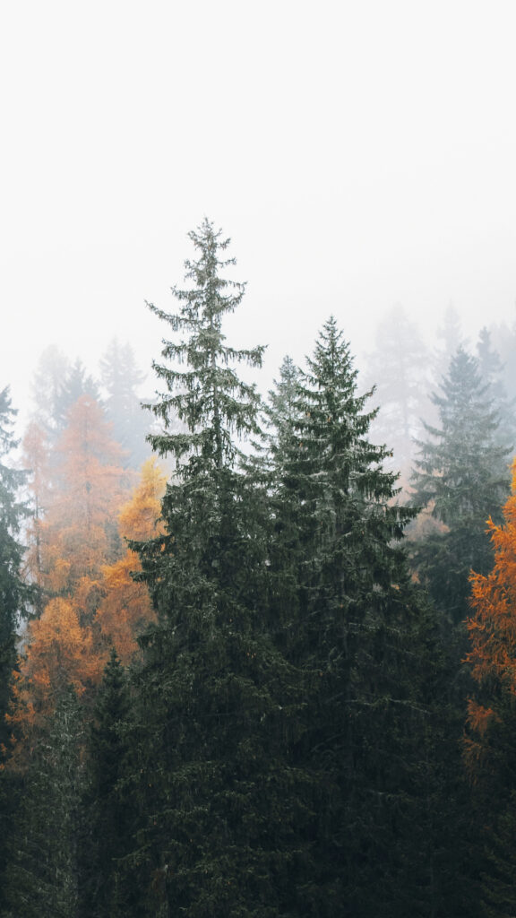 Capture the Beaty of Forest in the Fall Wallpaper for iPhone