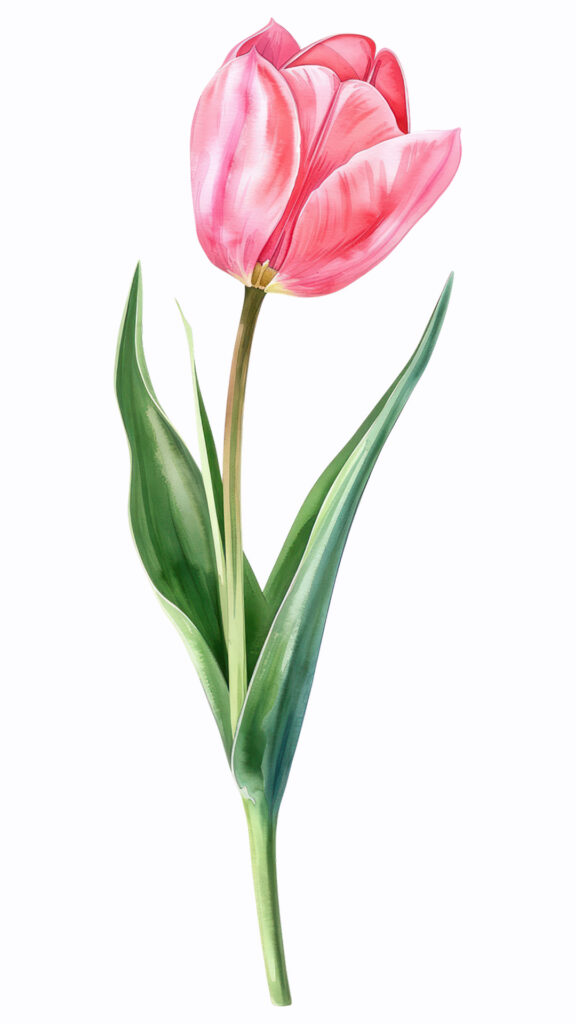 how to paint watercolor pink tulip