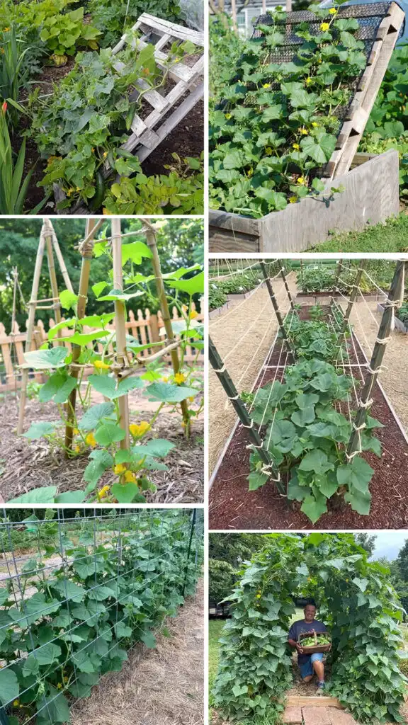 DIY Cucumber Trellis Ideas