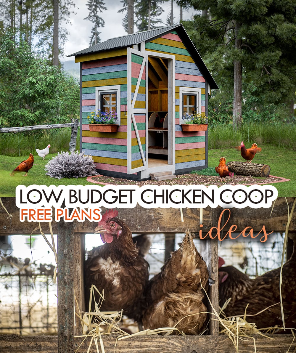 7 Free Plans for Low Budget Check Coop